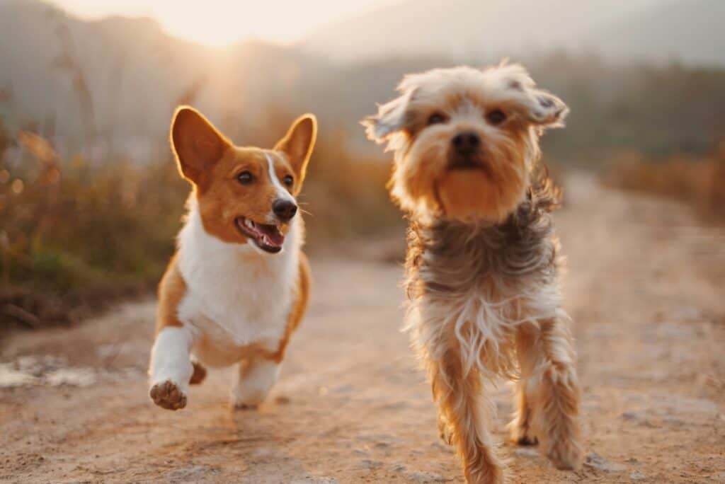 choosing your perfect puppy, 
puppies running
