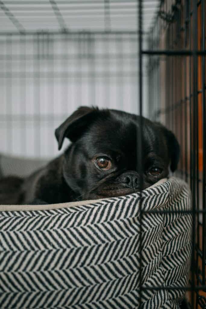 puppy in crate, crate training
