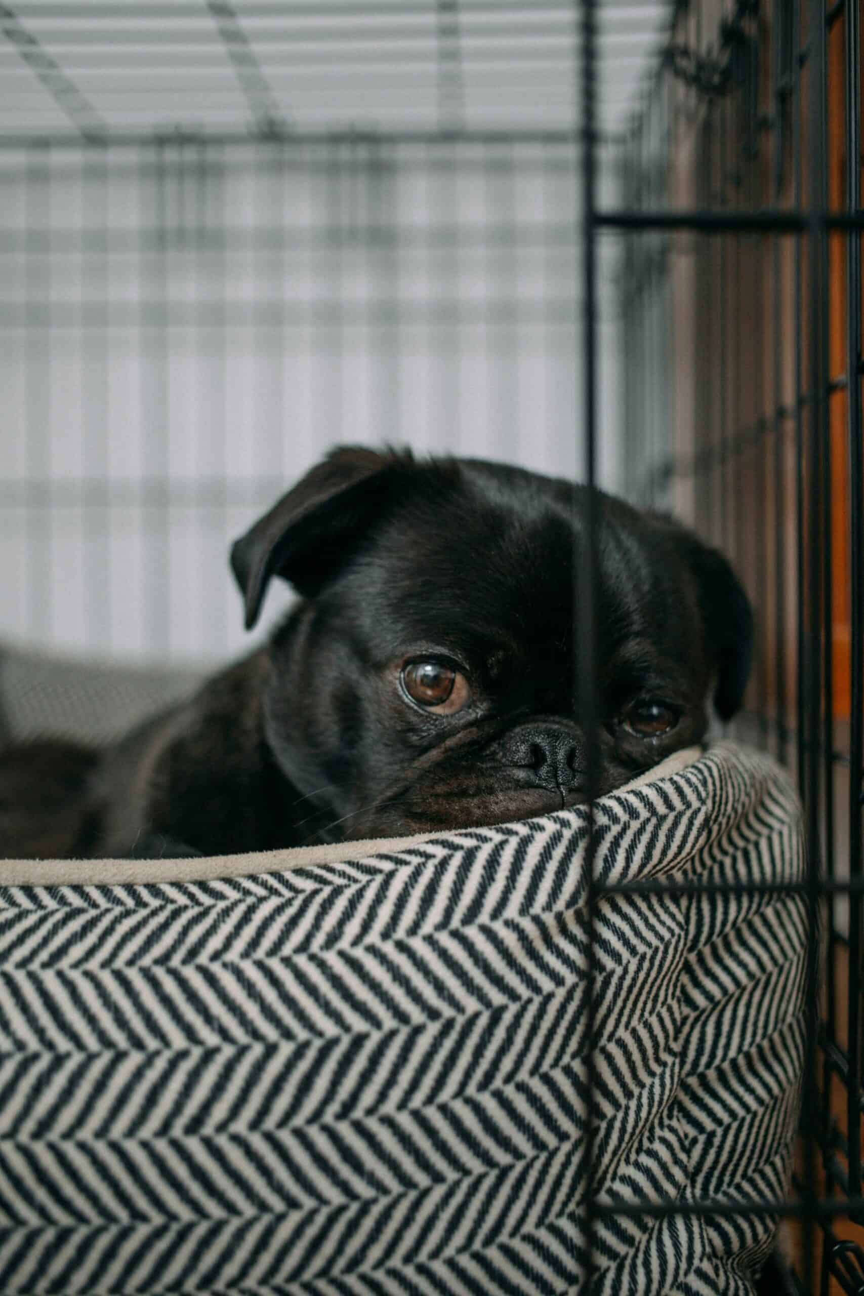 puppy in crate