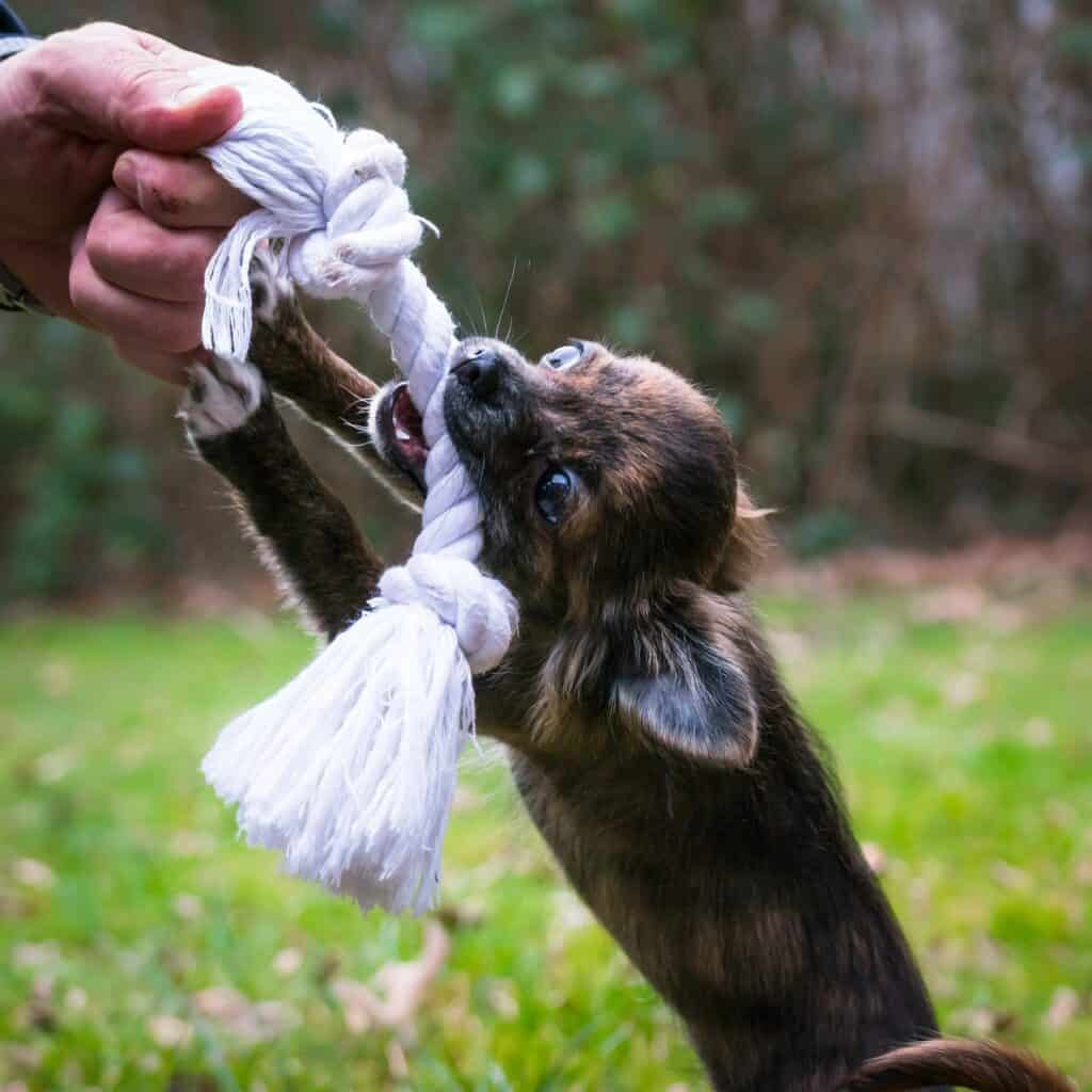 puppy behavior, puppy biting toy