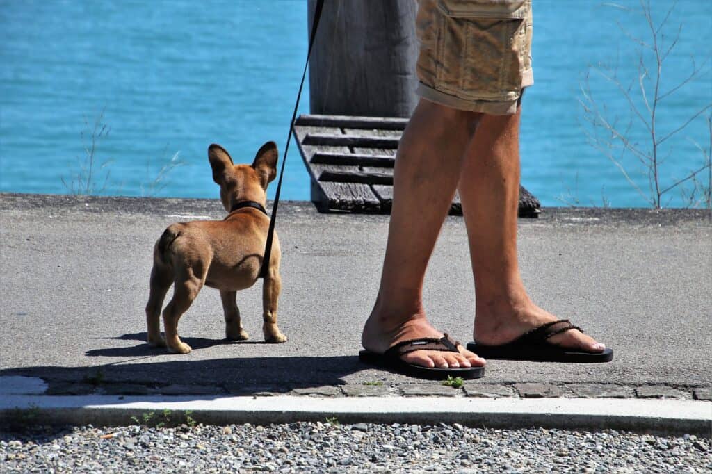 puppy on a leash, first year
