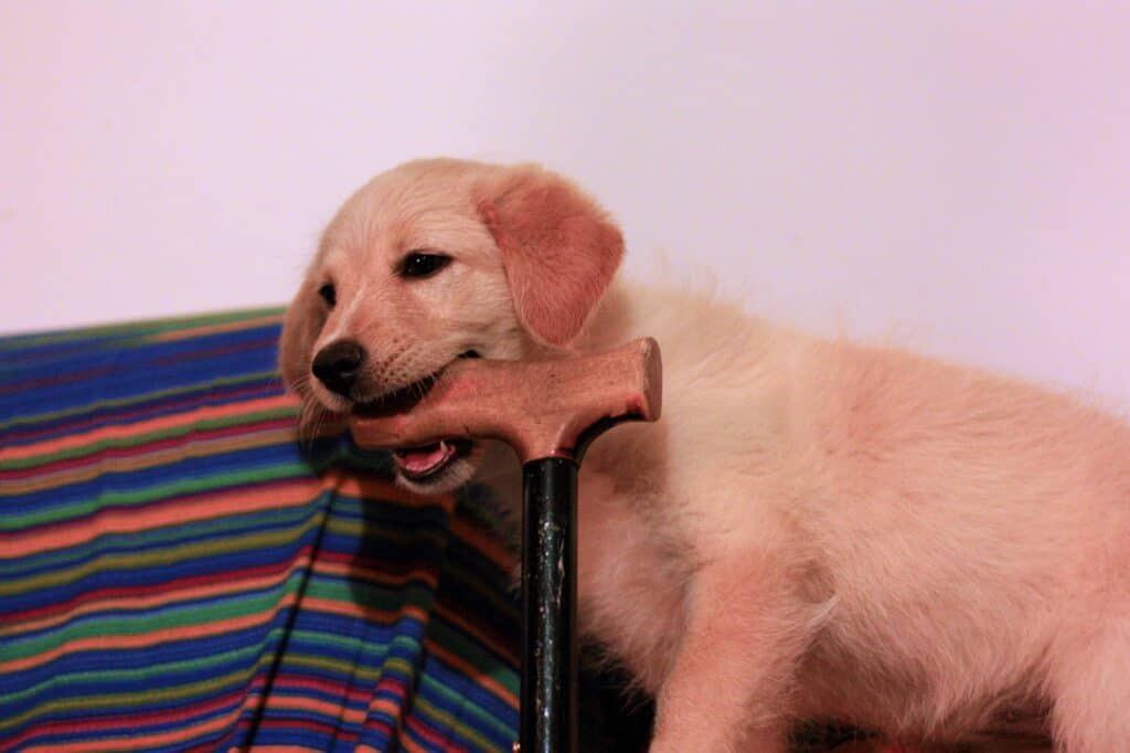 puppy behavior, dog biting walking stick
