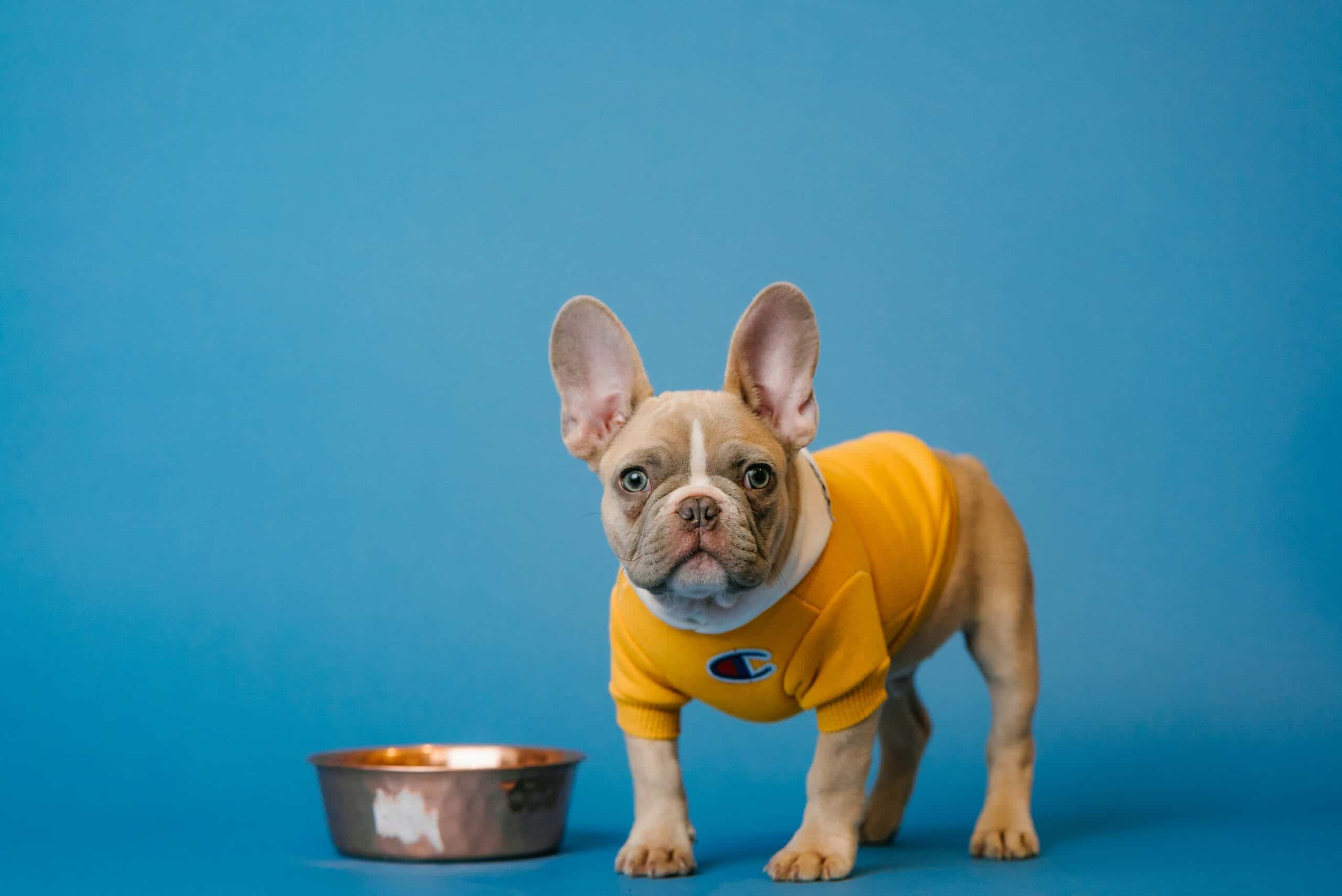 puppy with bowl