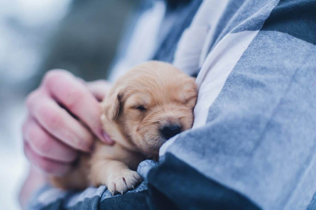 first night, puppy asleep