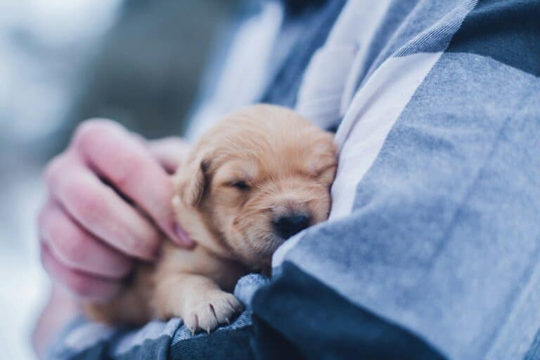 Understanding Your Puppy’s First Night Home: Tips for a Smooth Transition