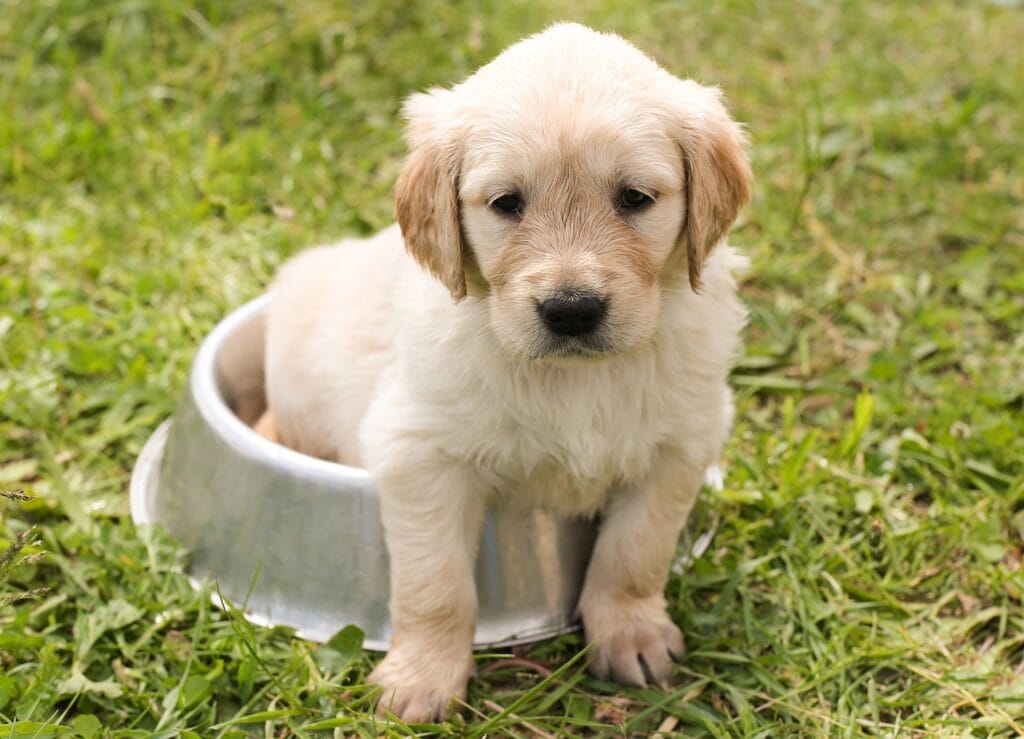 first year, puppy in bowl
