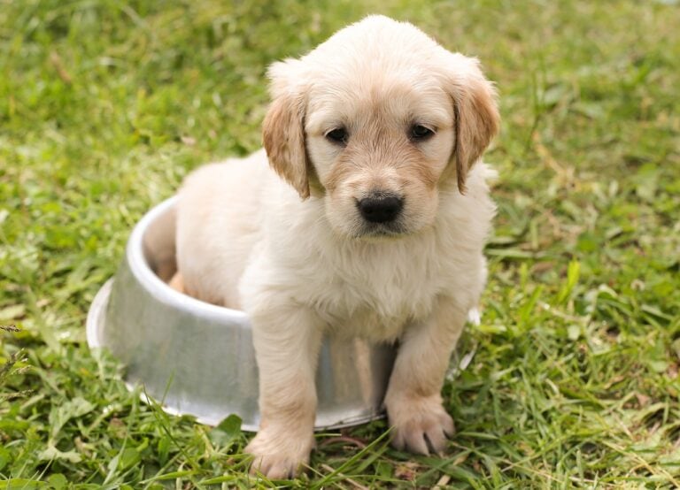 Puppy Growth Milestones: What to Expect in the First Year