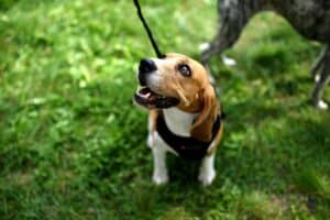 puppy leash training