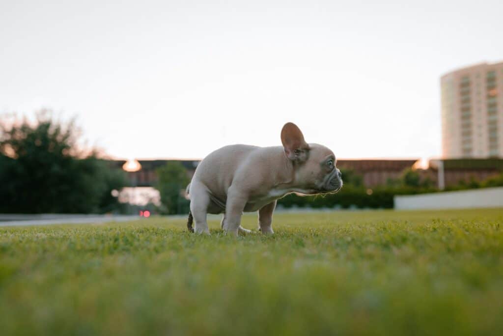 house training, puppy potty